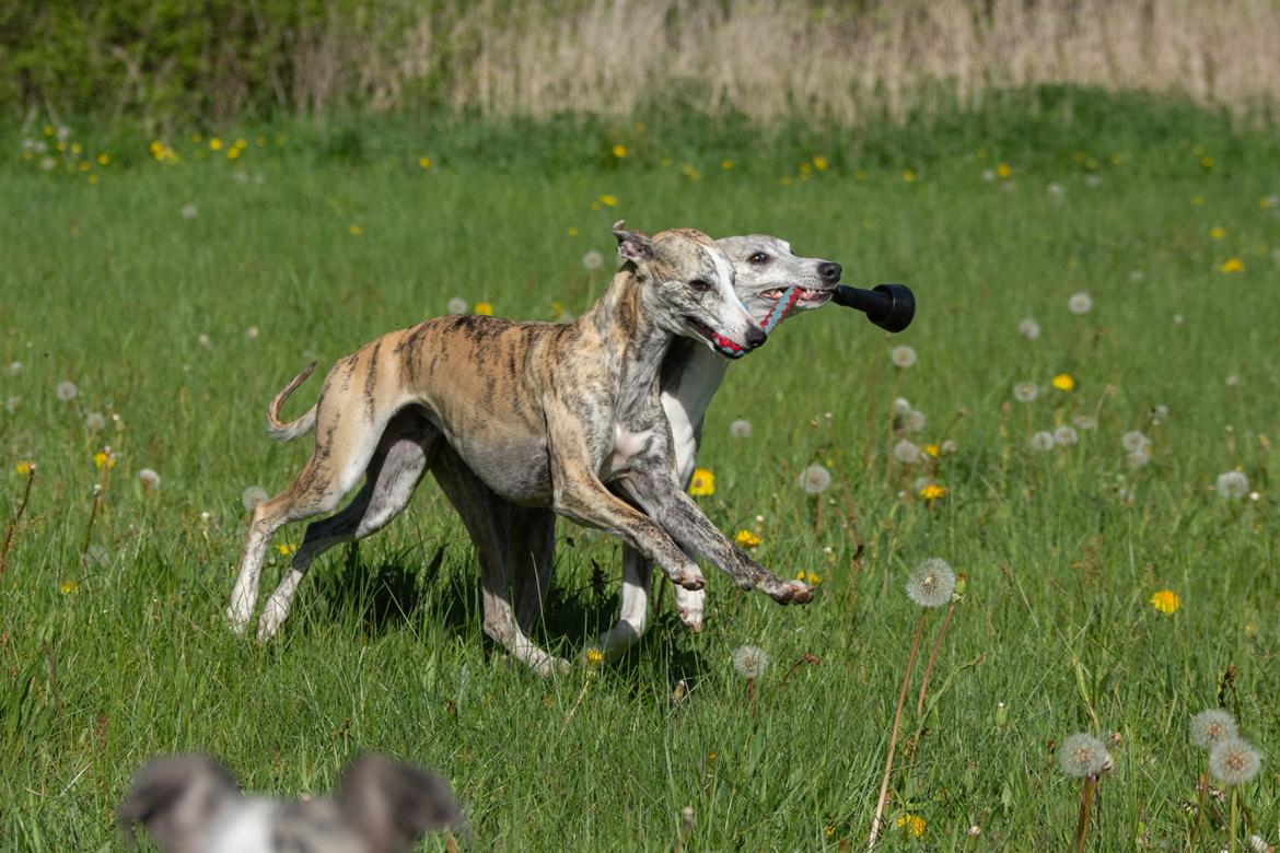 Whippet Jasmina billede 8
