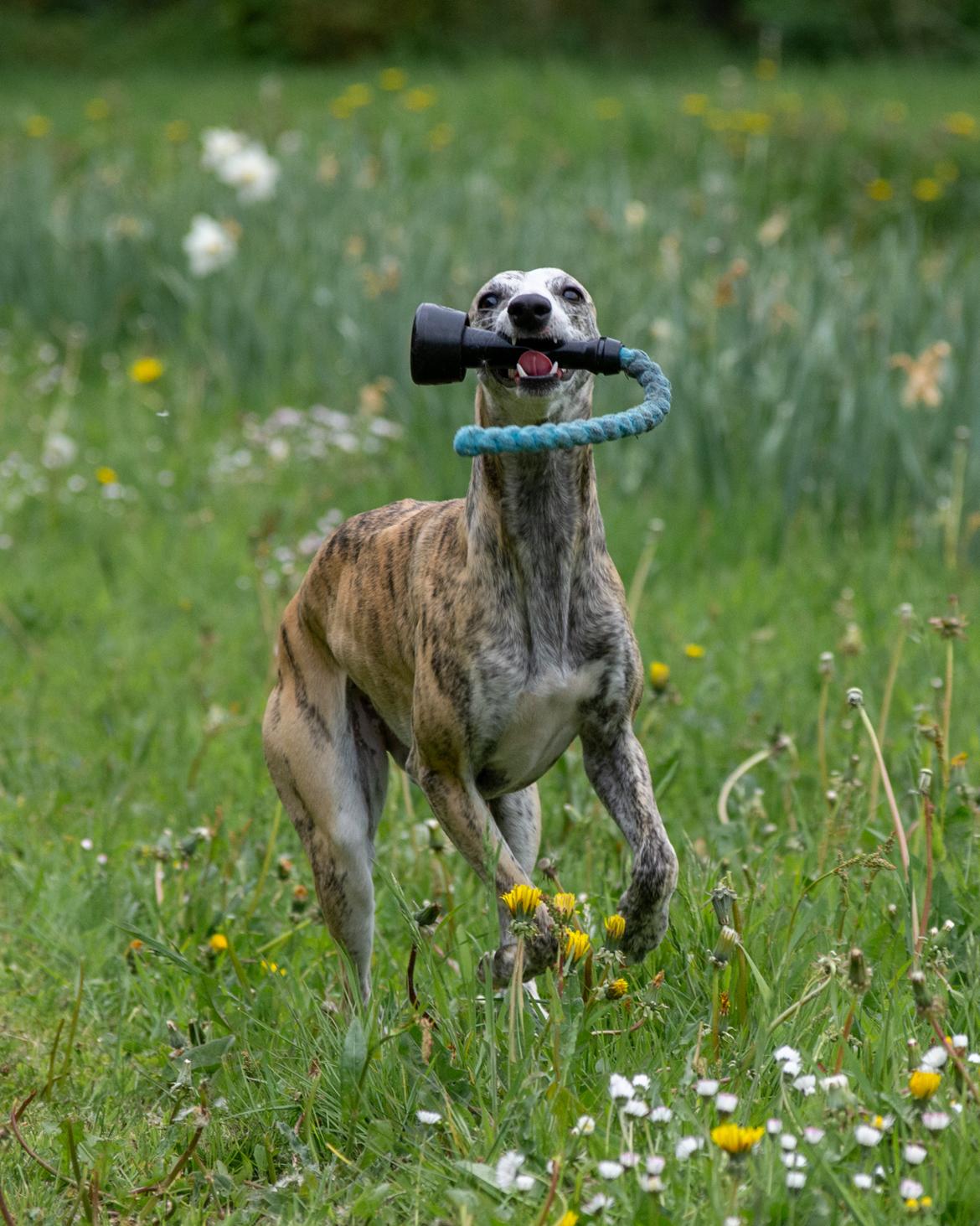 Whippet Jasmina billede 9