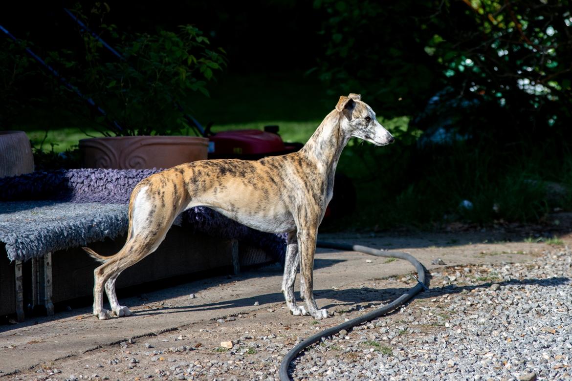 Whippet Jasmina - 12 måneder gammel billede 1