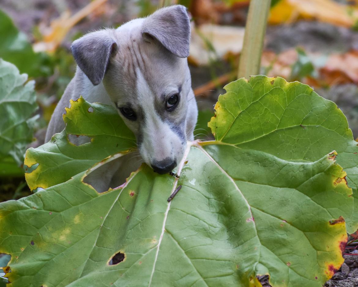 Whippet Curie billede 3