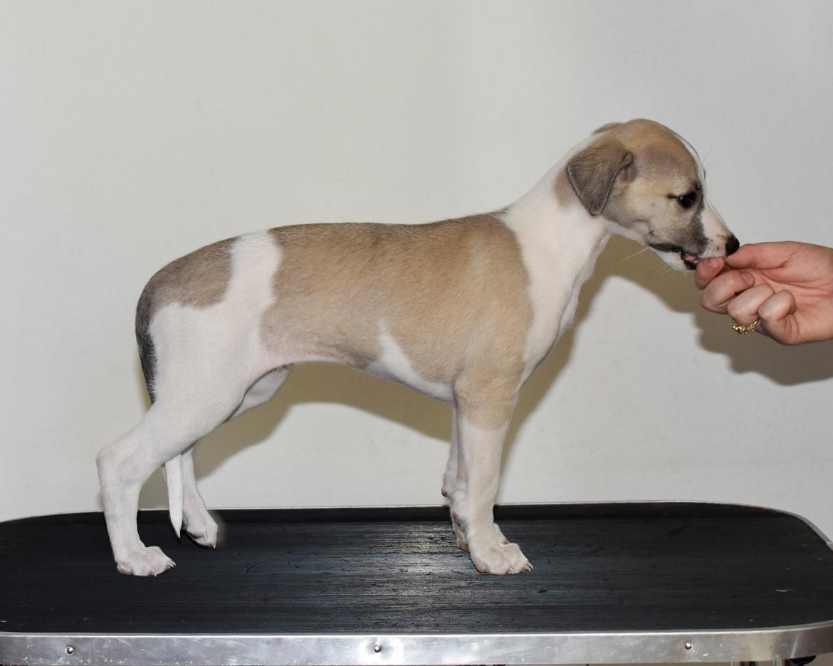 Whippet Curie billede 2