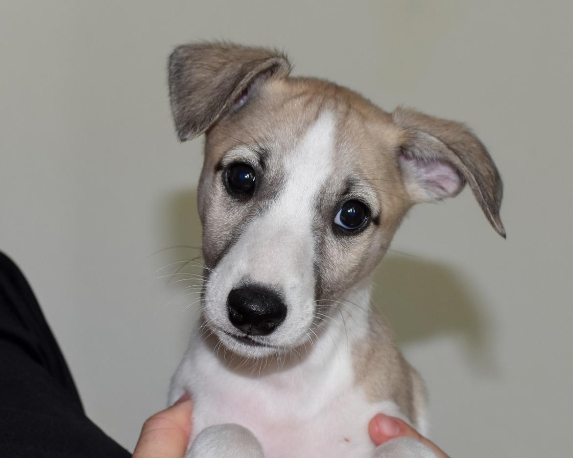 Whippet Curie billede 1
