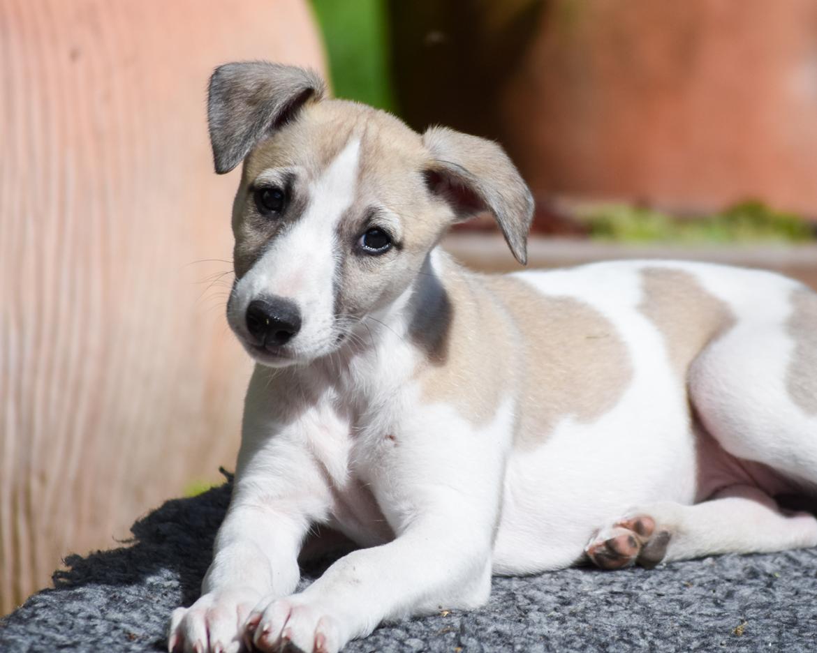 Whippet Curie billede 4