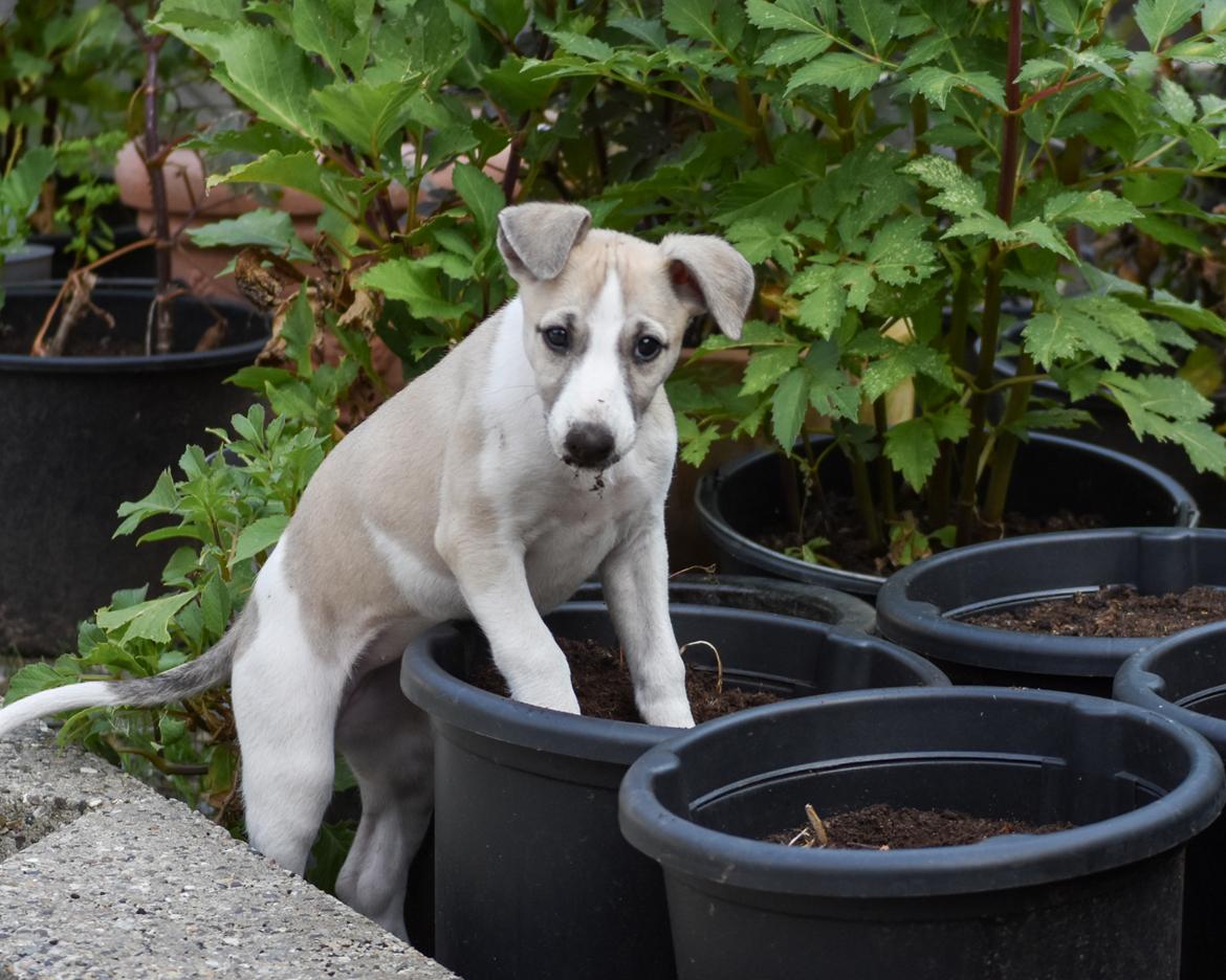 Whippet Curie billede 5