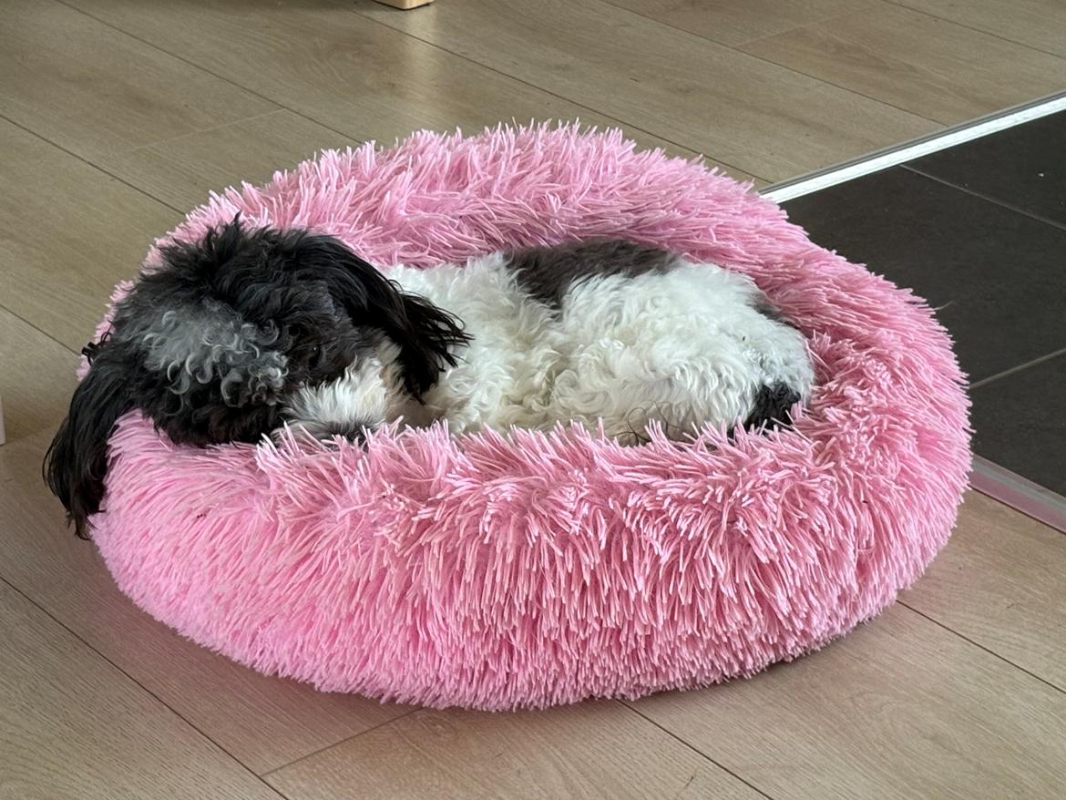 Coton de tulear Smiley Lady - Lady elsker at ligge og sove i sin donut seng billede 2
