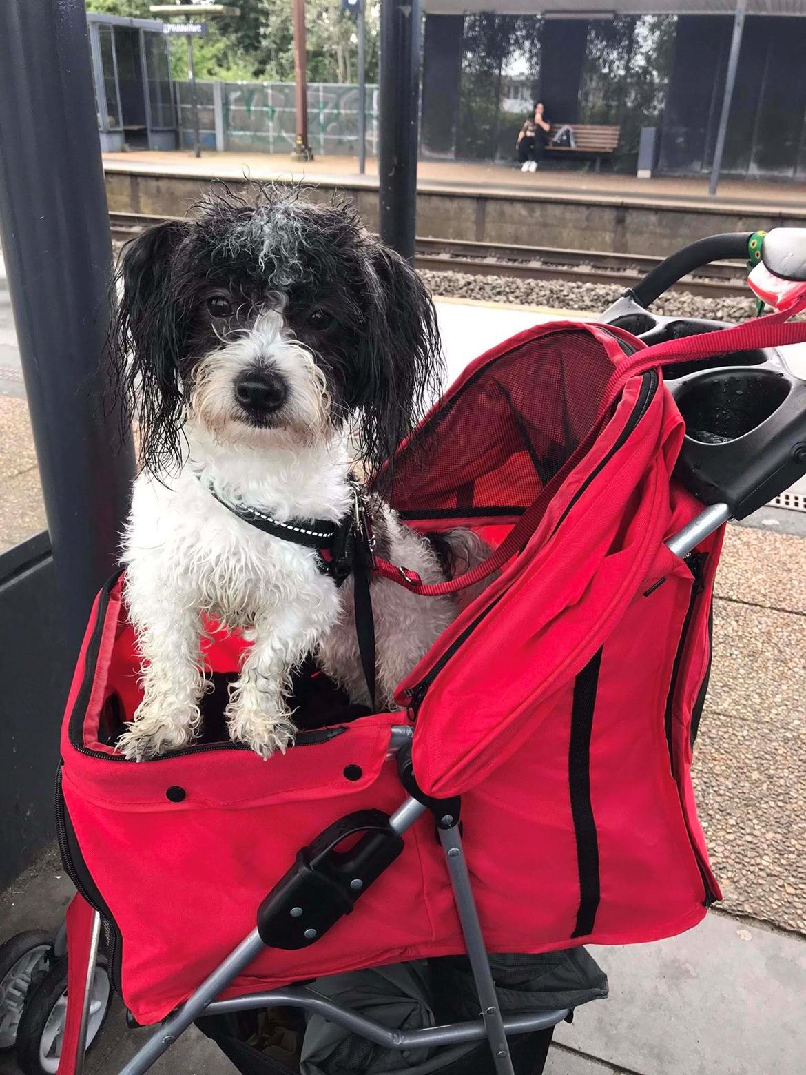 Coton de tulear Smiley Lady - Ladys første tur med toget, sidder hun i sin røde klapvogn. billede 3
