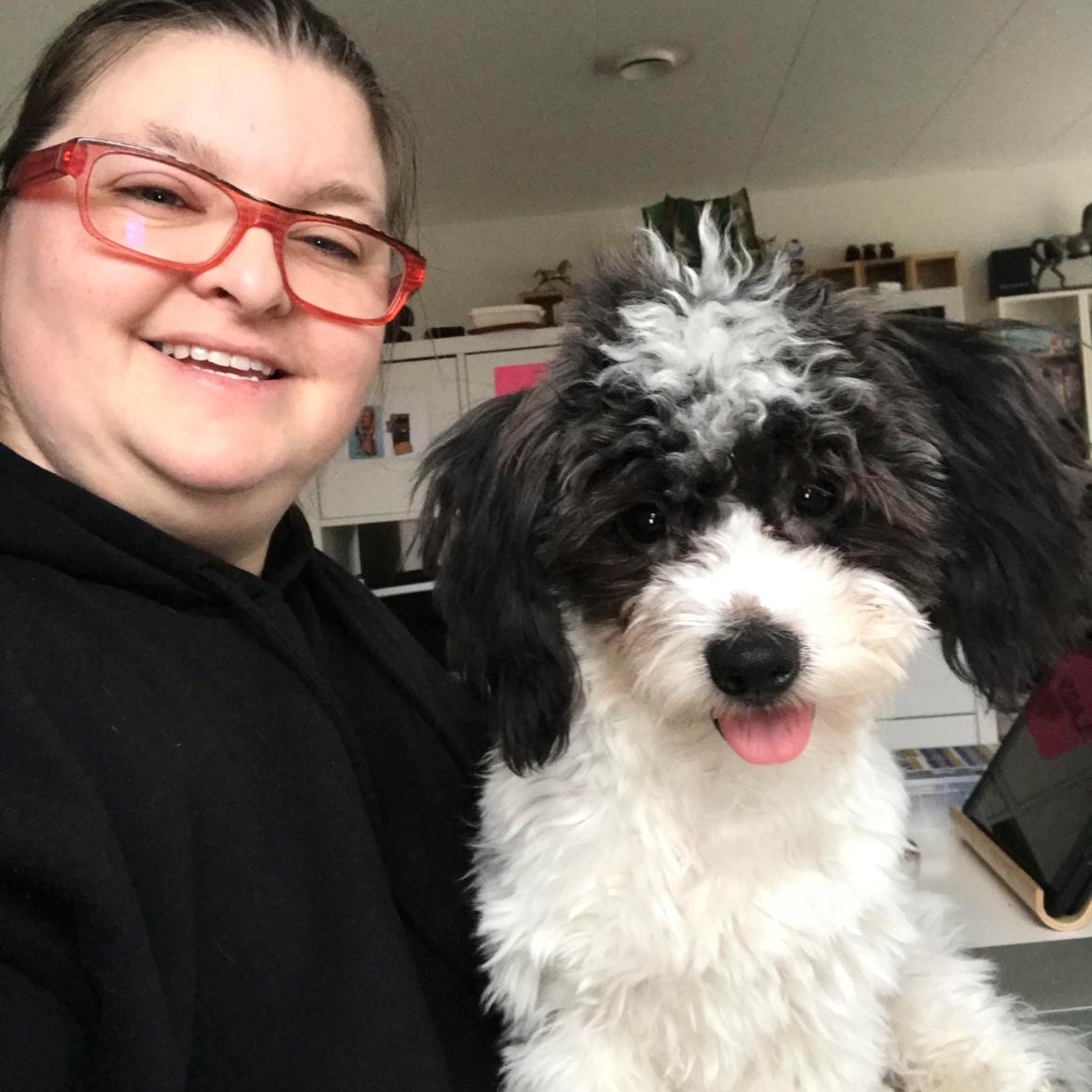 Coton de tulear Smiley Lady billede 4