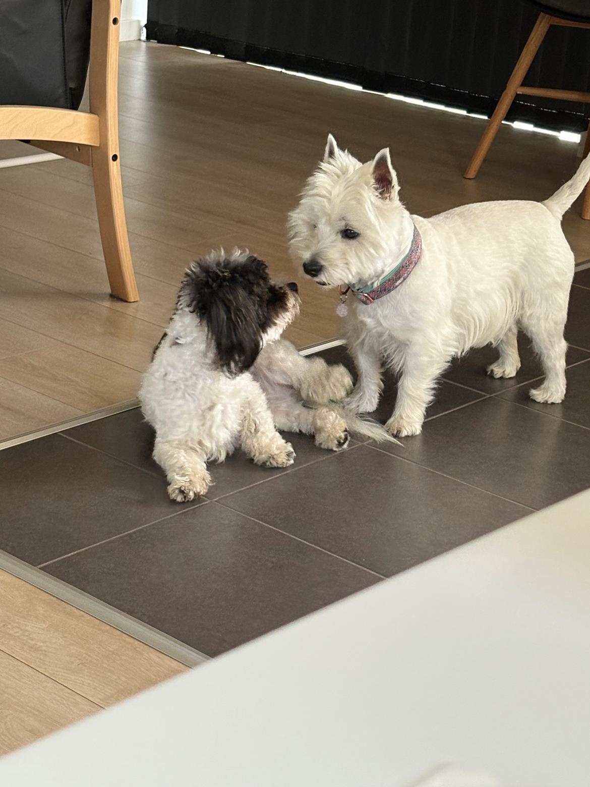 Coton de tulear Smiley Lady - Lady kan godt lig at lege med Nana.  billede 5