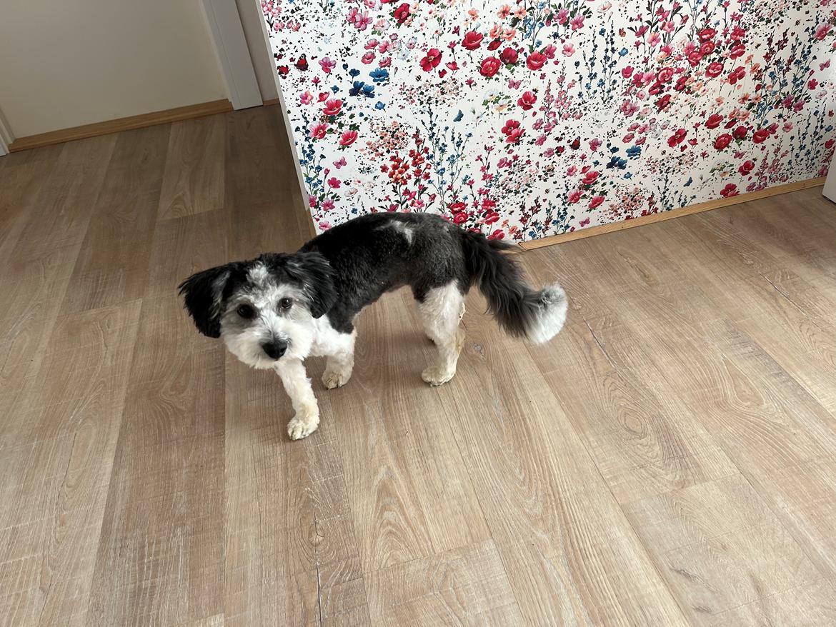 Coton de tulear Smiley Lady - Ladys bror Nano billede 6