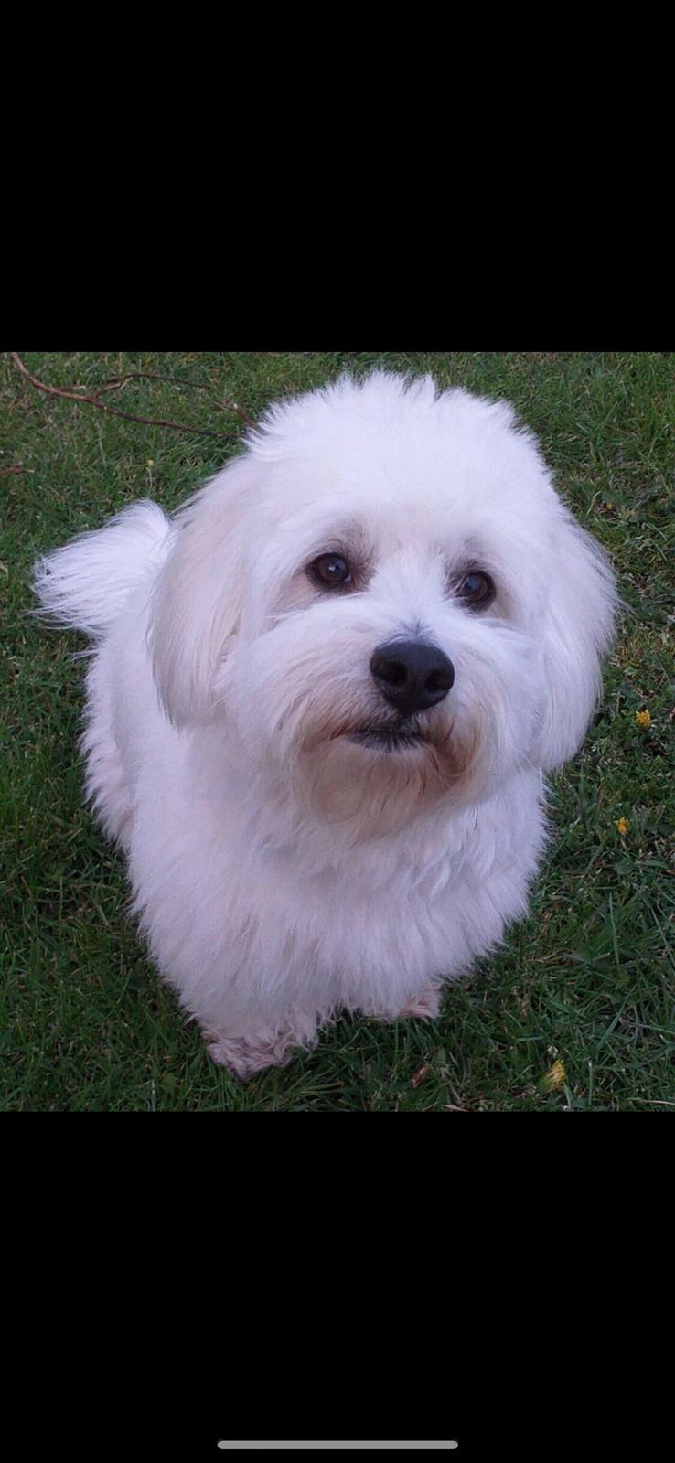 Coton de tulear Smiley Lady - Ladys far Marley billede 7