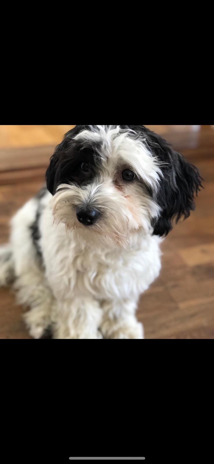 Coton de tulear Smiley Lady - Ladys mor Chili billede 8
