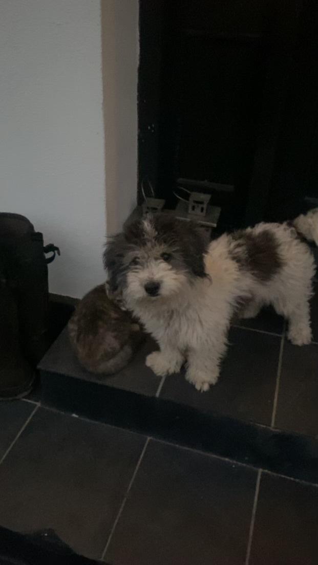 Coton de tulear Smiley Lady - Ladys søster Alba billede 9