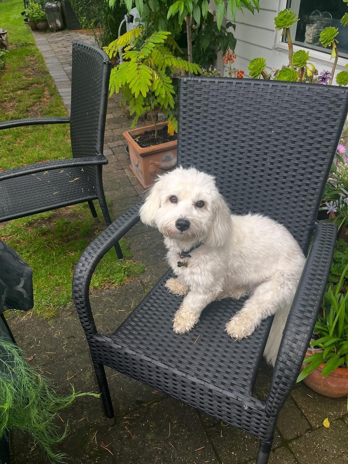Coton de tulear Smiley Lady - Ladys søster Rosa billede 10