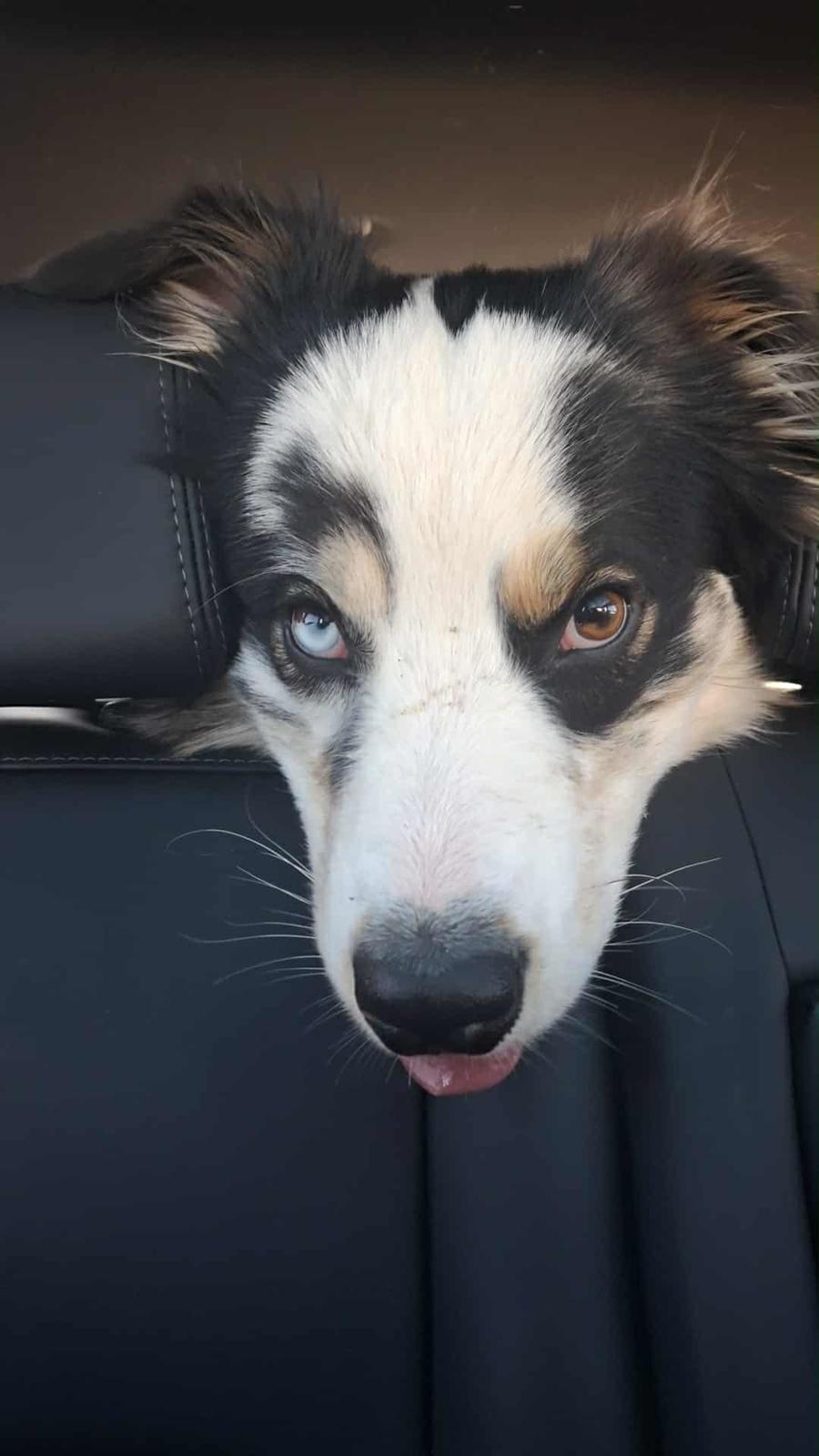 Australian shepherd Milo billede 4