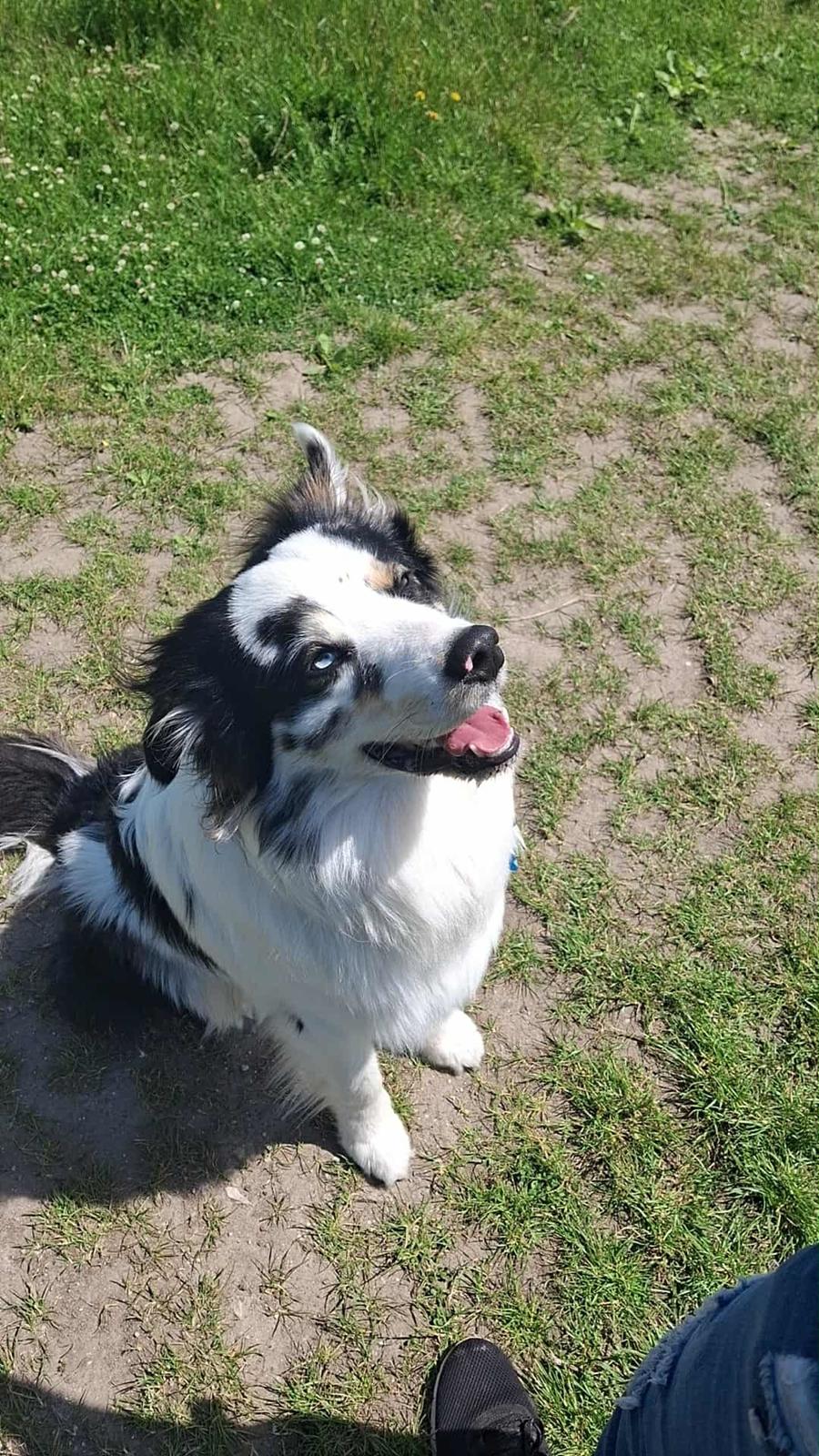 Australian shepherd Milo billede 6