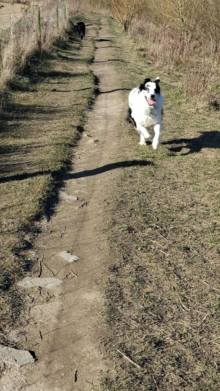 Australian shepherd Milo billede 8
