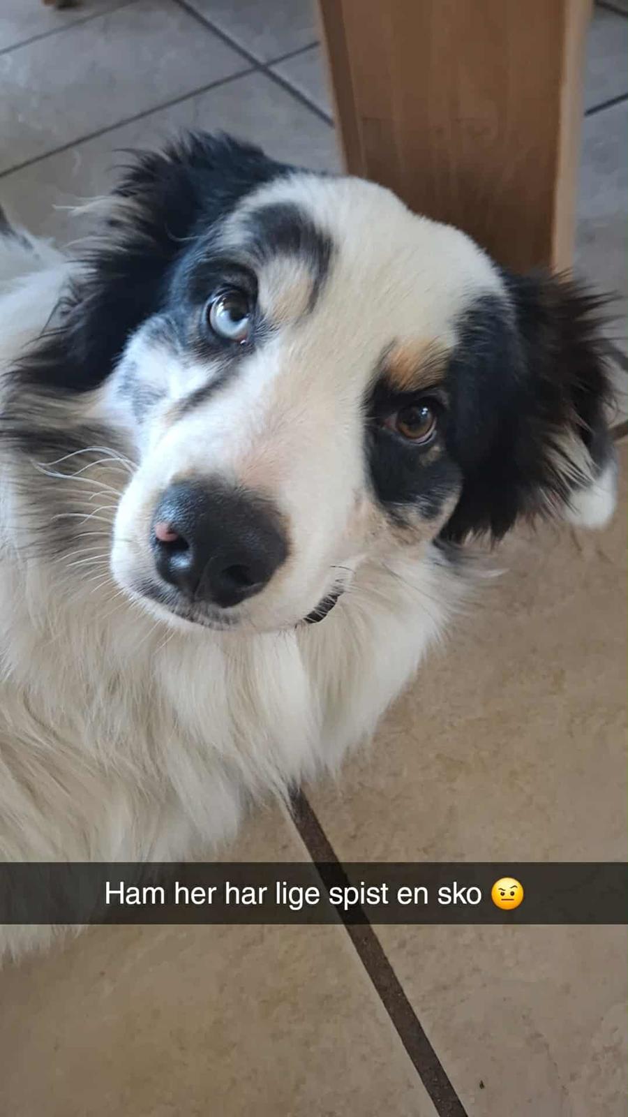 Australian shepherd Milo billede 32