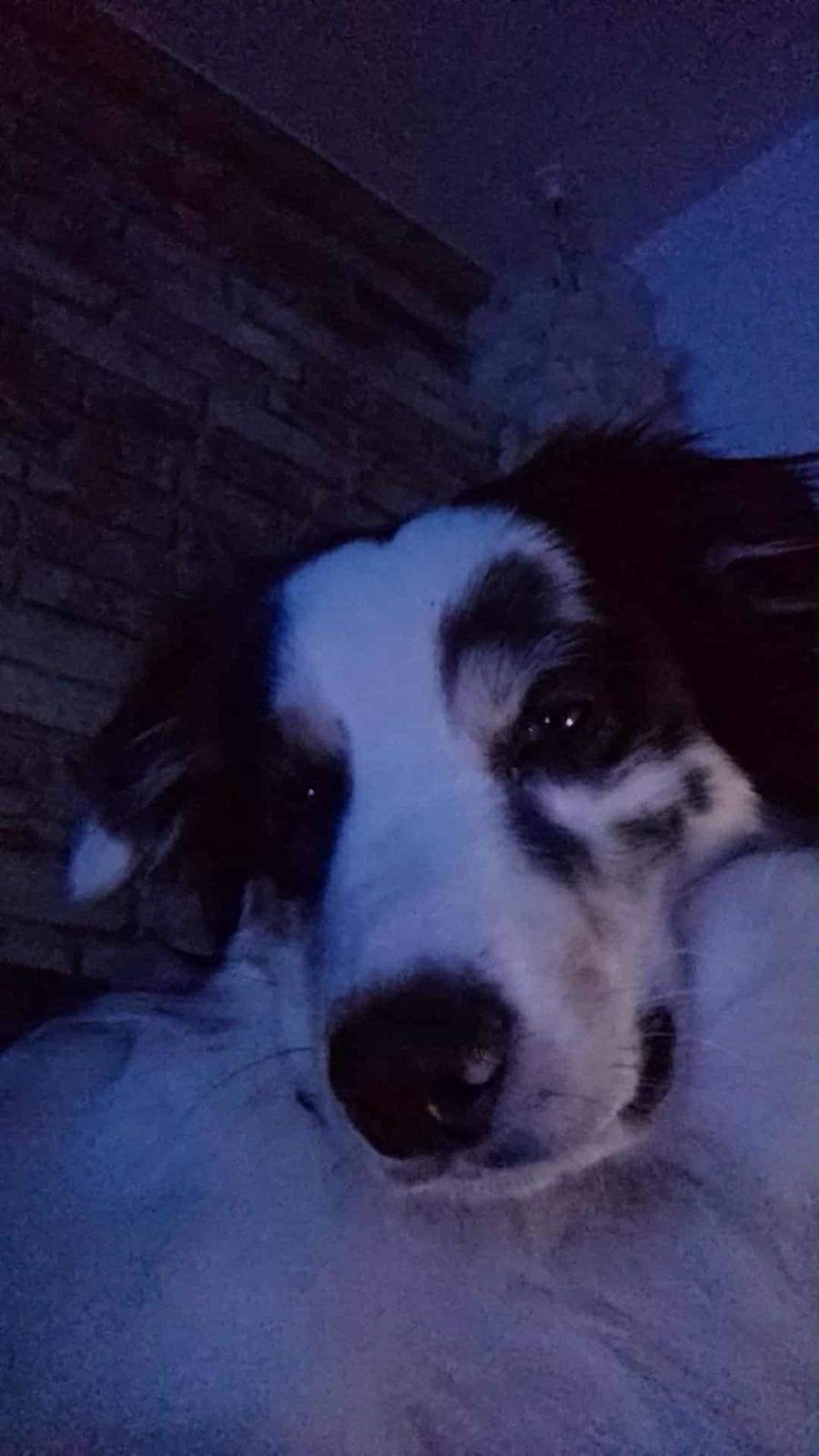 Australian shepherd Milo billede 33