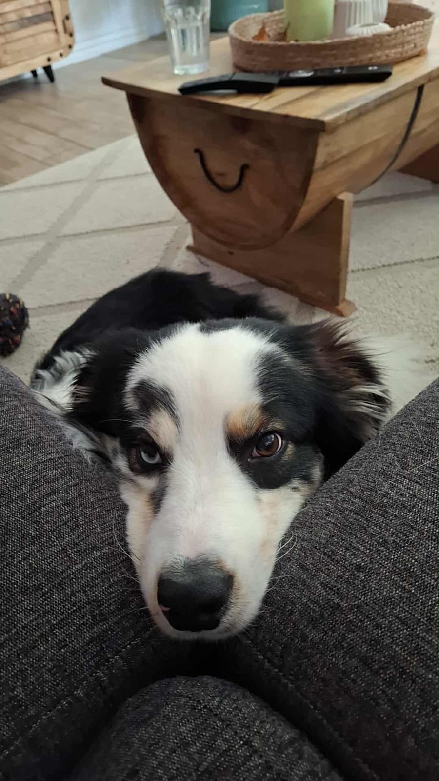 Australian shepherd Milo billede 29