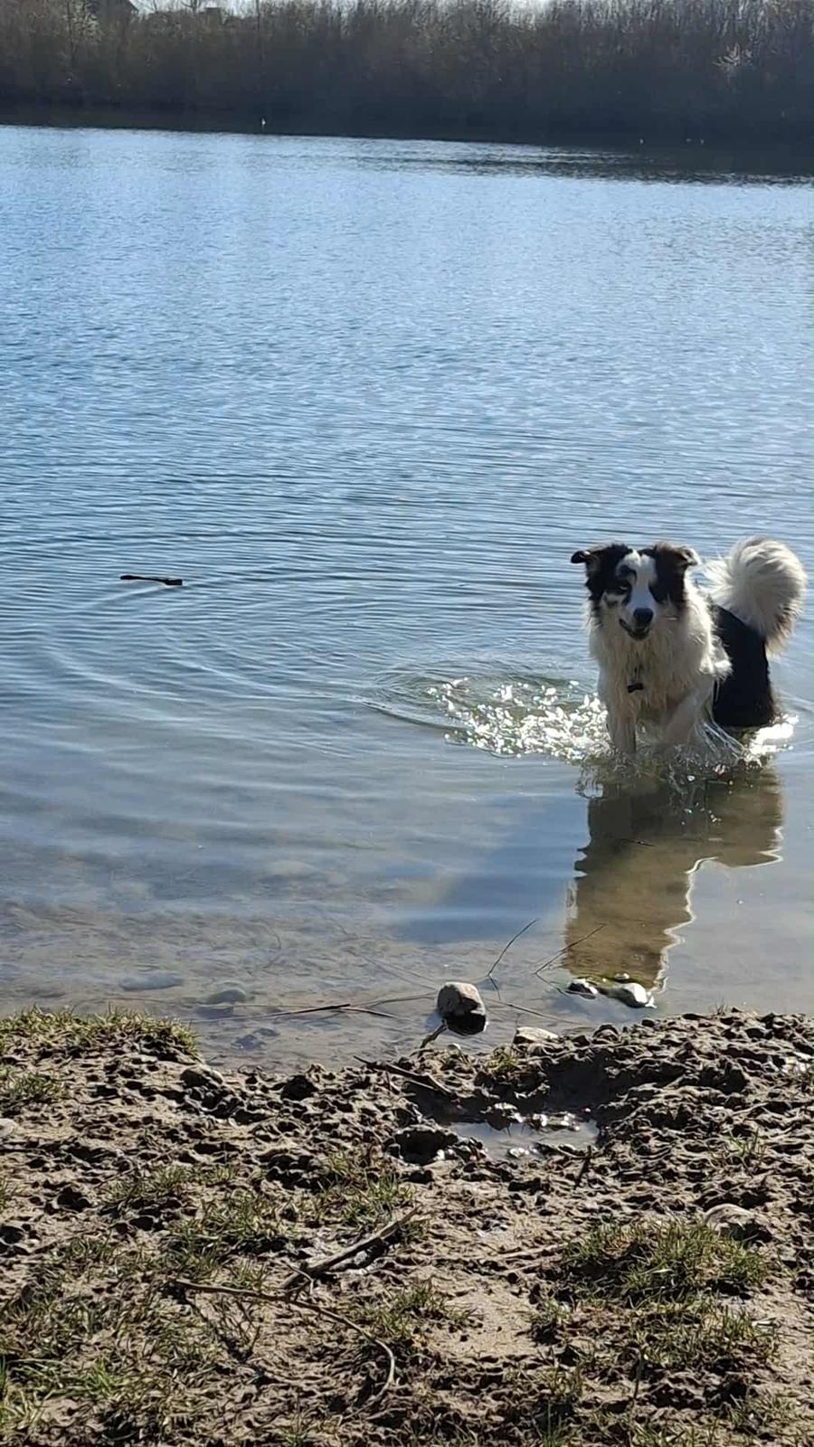 Australian shepherd Milo billede 30