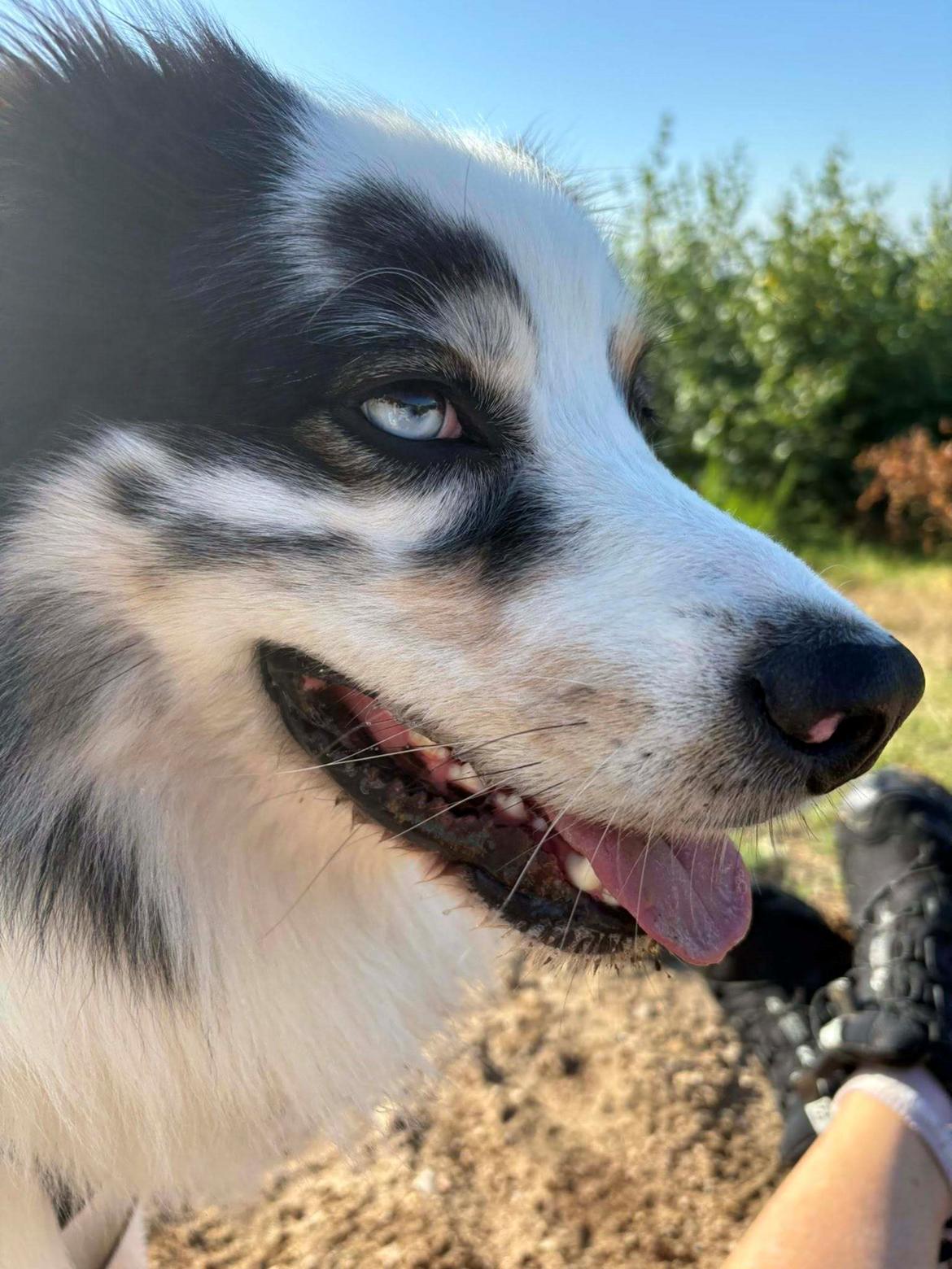 Australian shepherd Milo billede 21