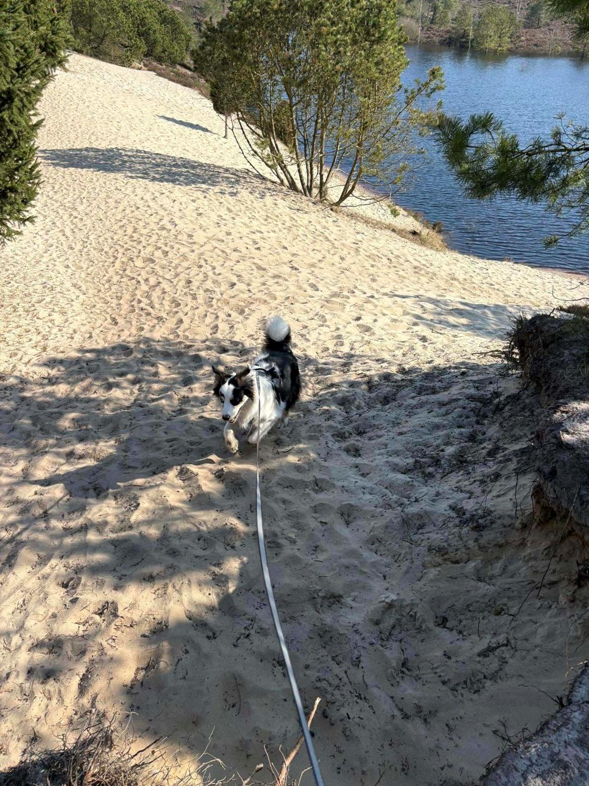 Australian shepherd Milo billede 23