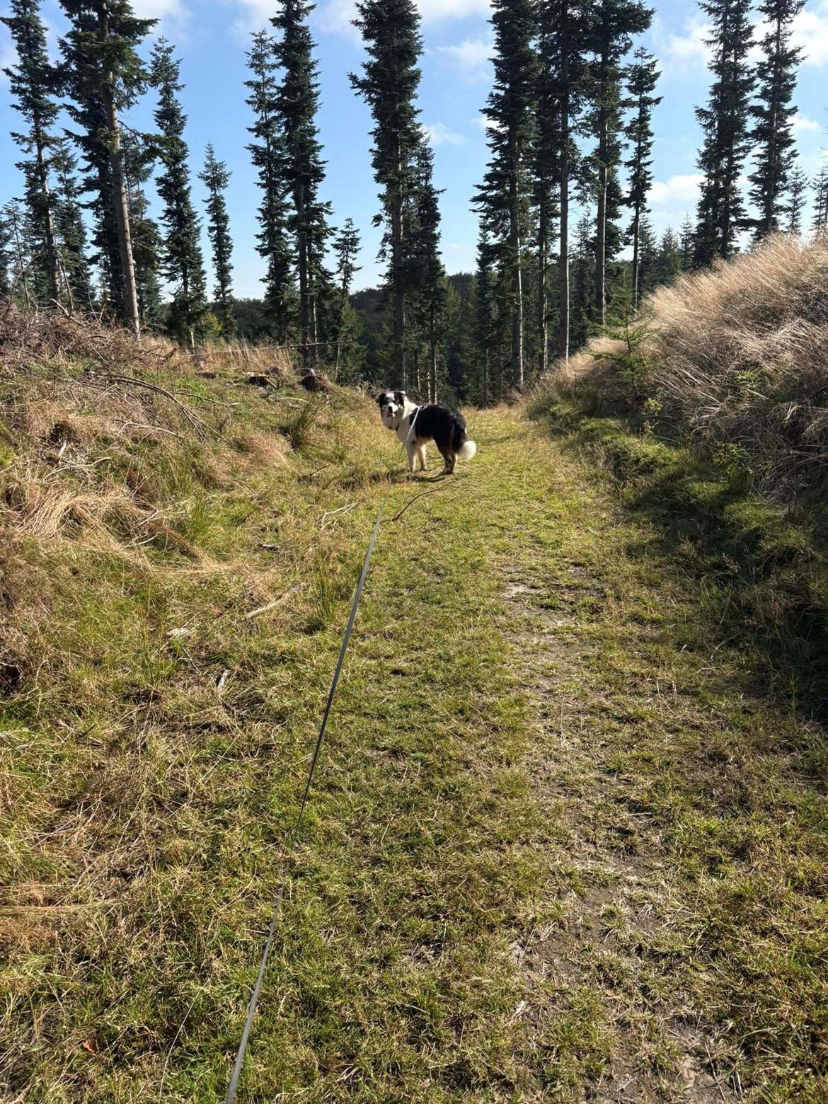 Australian shepherd Milo billede 20
