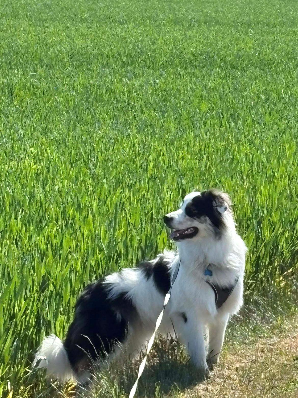 Australian shepherd Milo billede 28