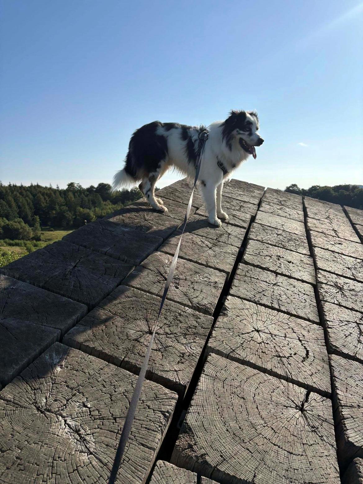 Australian shepherd Milo billede 16
