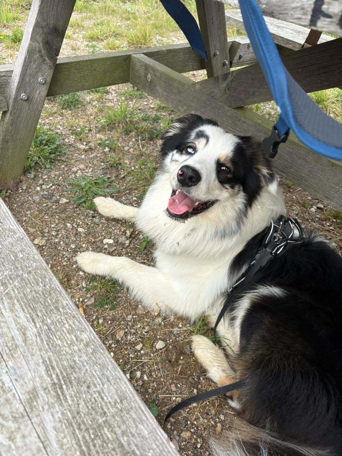 Australian shepherd Milo billede 31