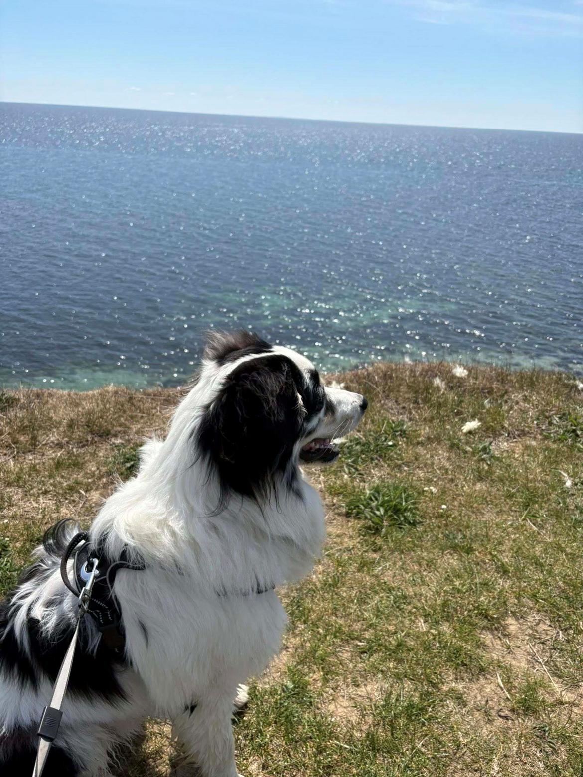 Australian shepherd Milo billede 12