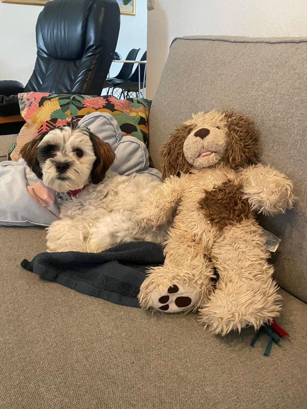 Malteser Jessie  billede 1