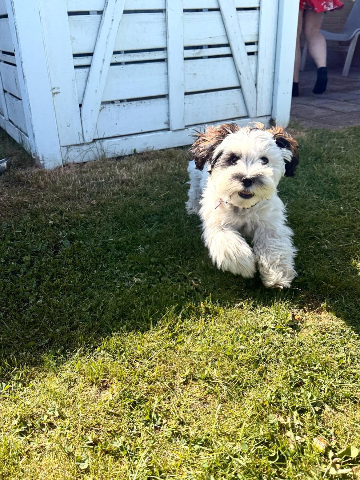 Malteser Jessie  billede 2