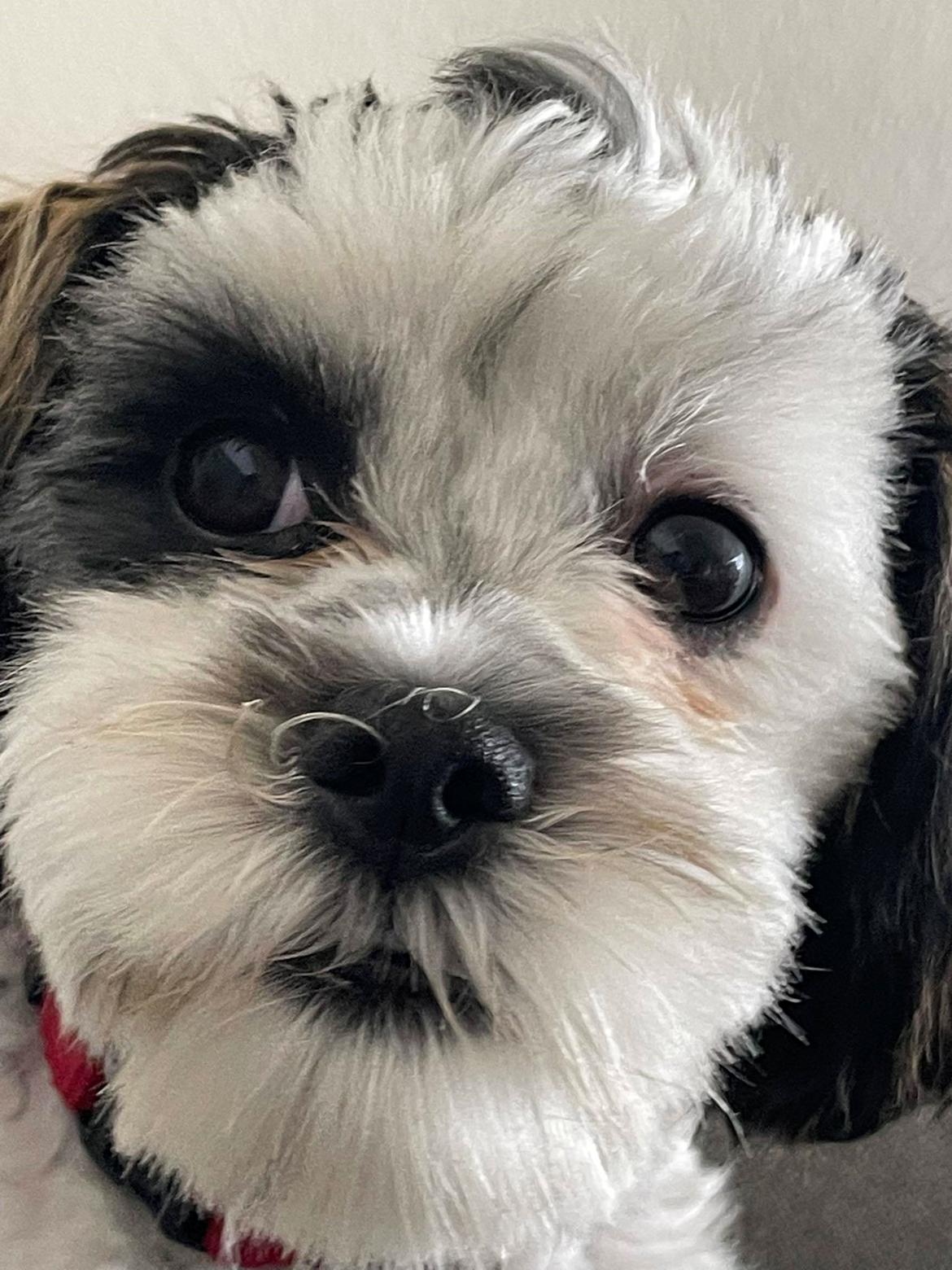 Malteser Jessie  billede 3