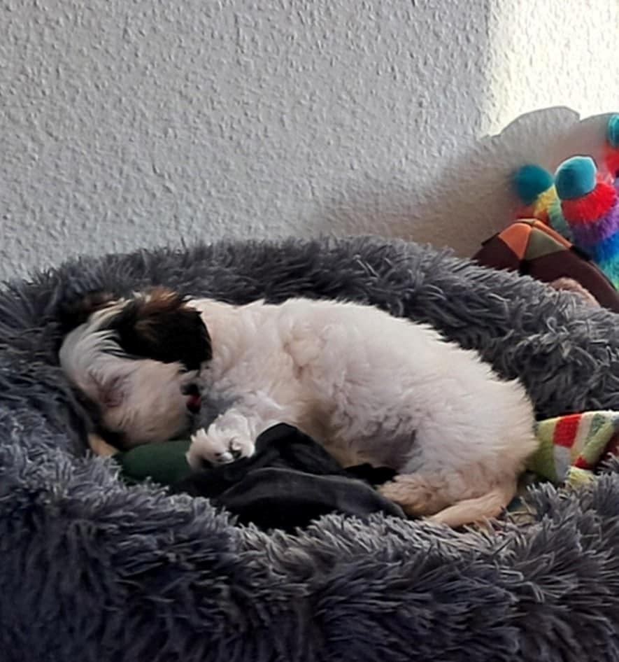 Malteser Jessie  billede 4