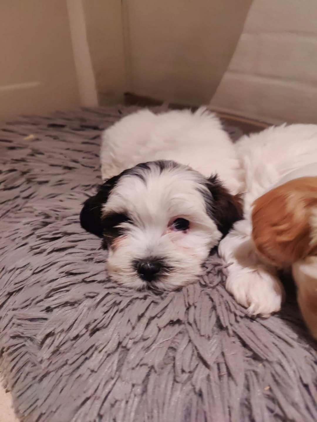 Malteser Jessie  billede 5