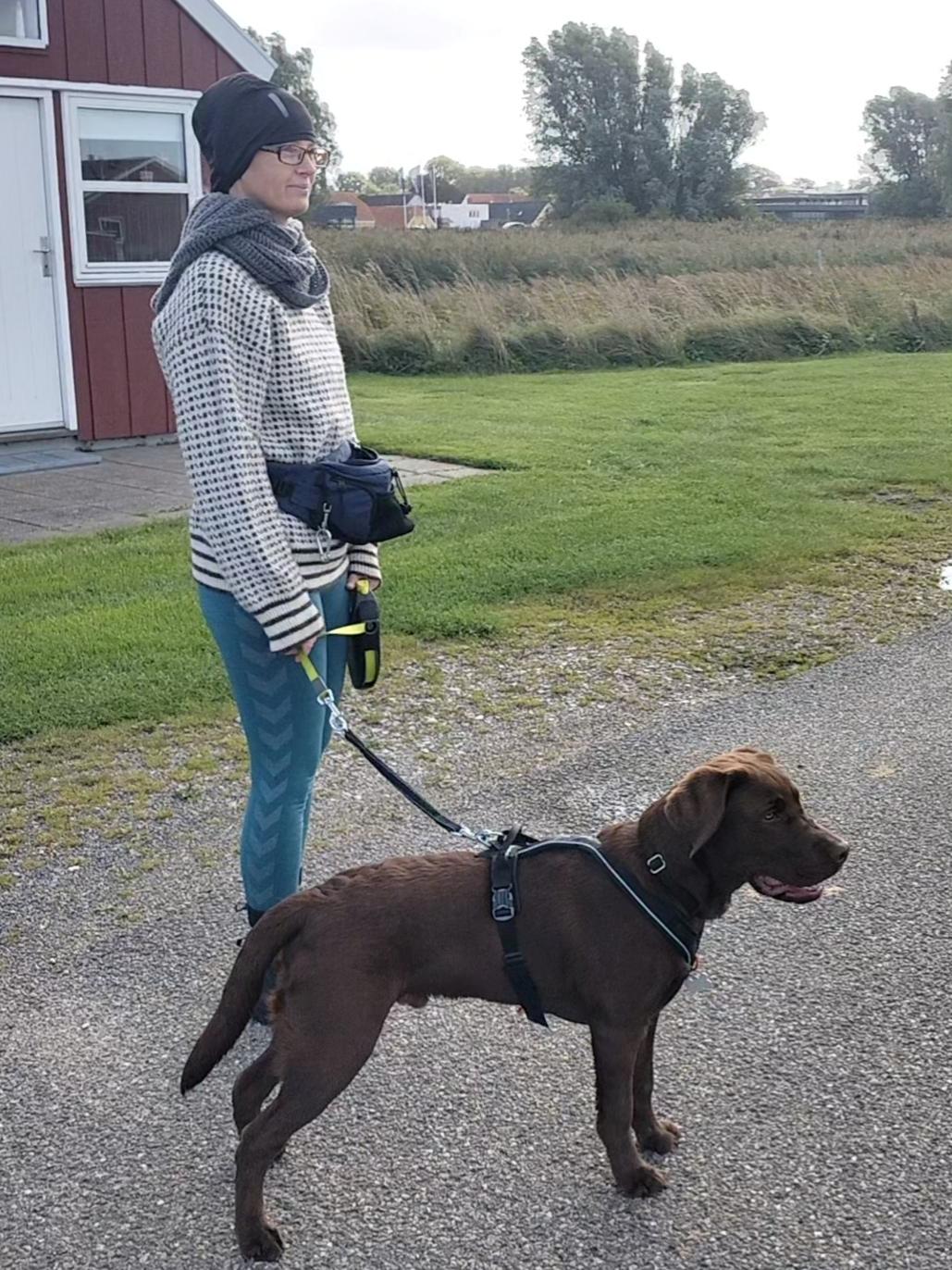 Labrador retriever Balder - 17. september 2025 billede 40