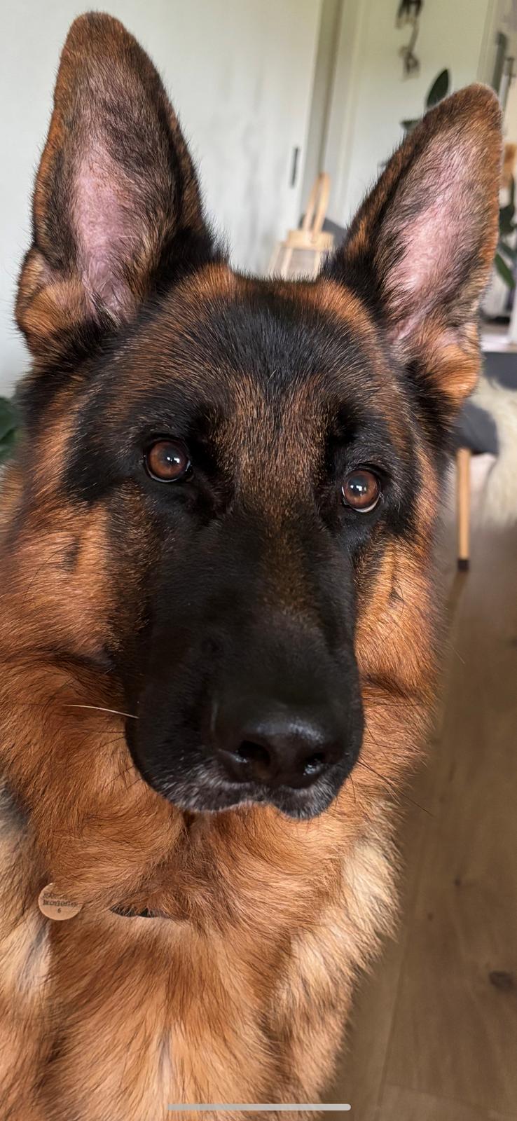 Schæferhund Chef billede 9