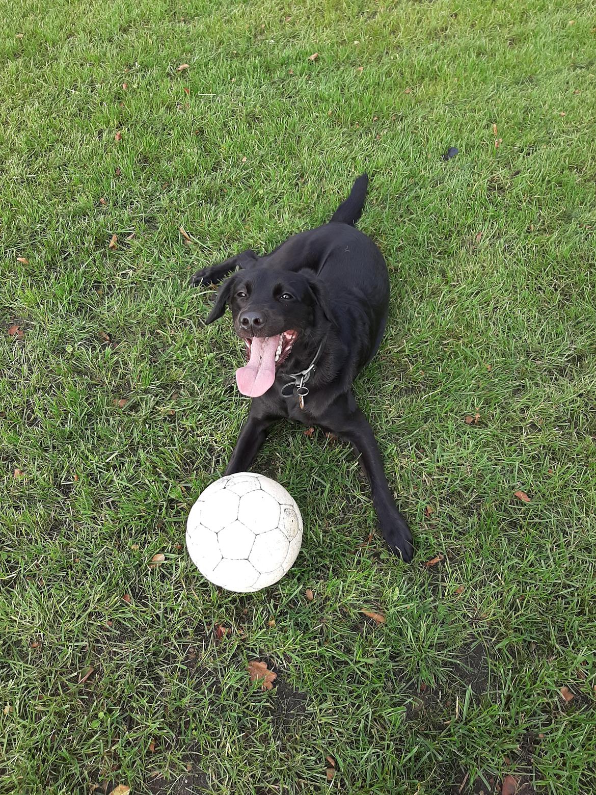 Blanding af racer Ronja billede 1