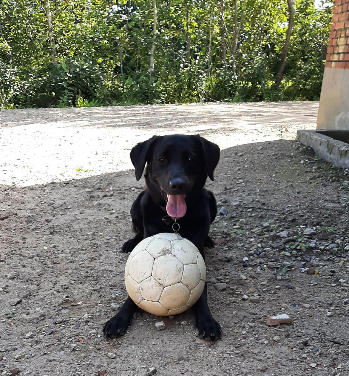 Blanding af racer Ronja billede 3