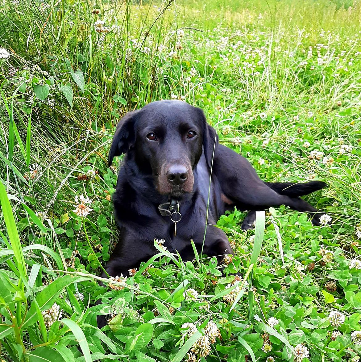 Blanding af racer Ronja billede 4