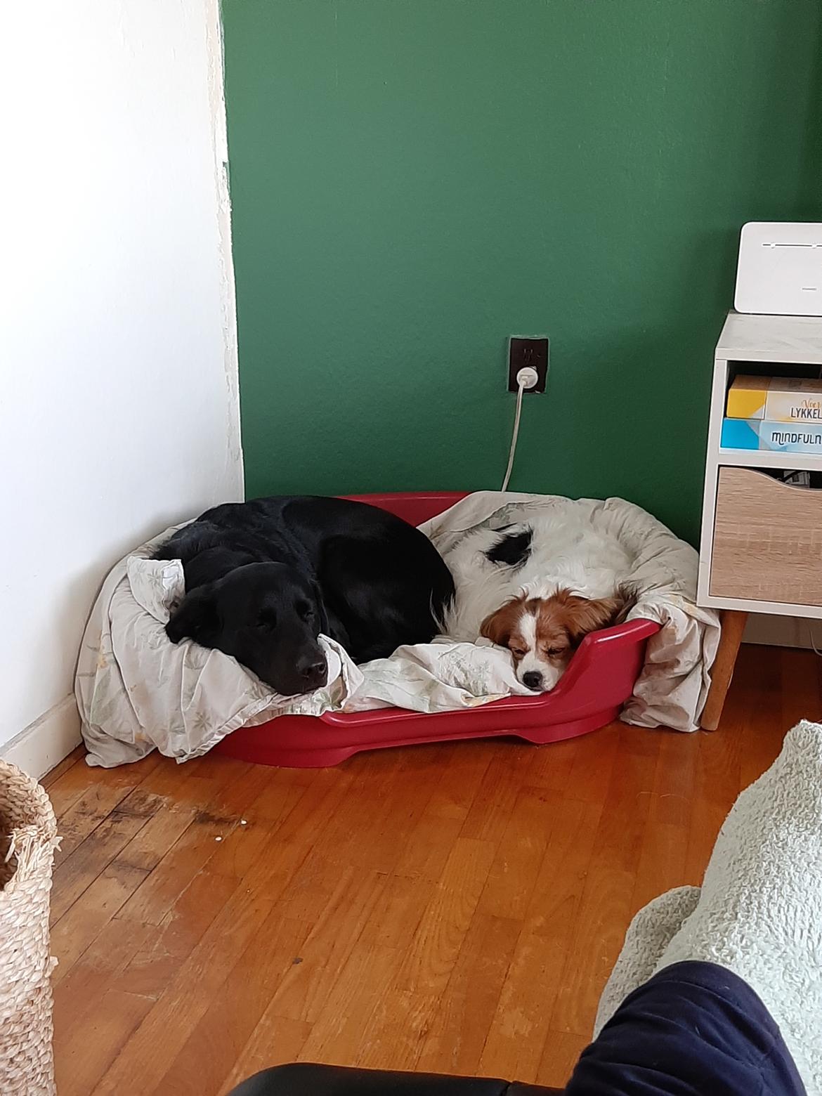 Blanding af racer Ronja billede 2