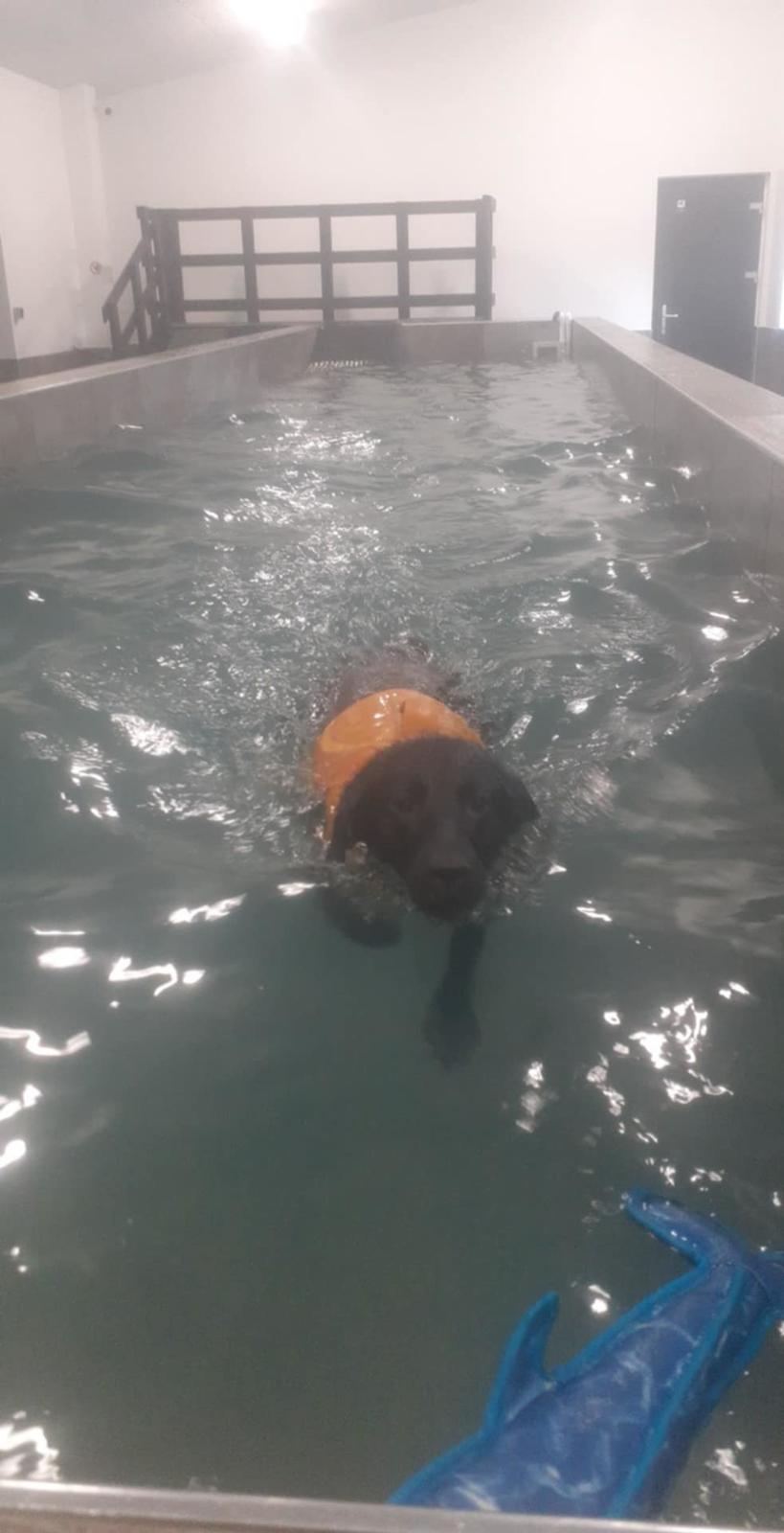 Blanding af racer Ronja billede 5