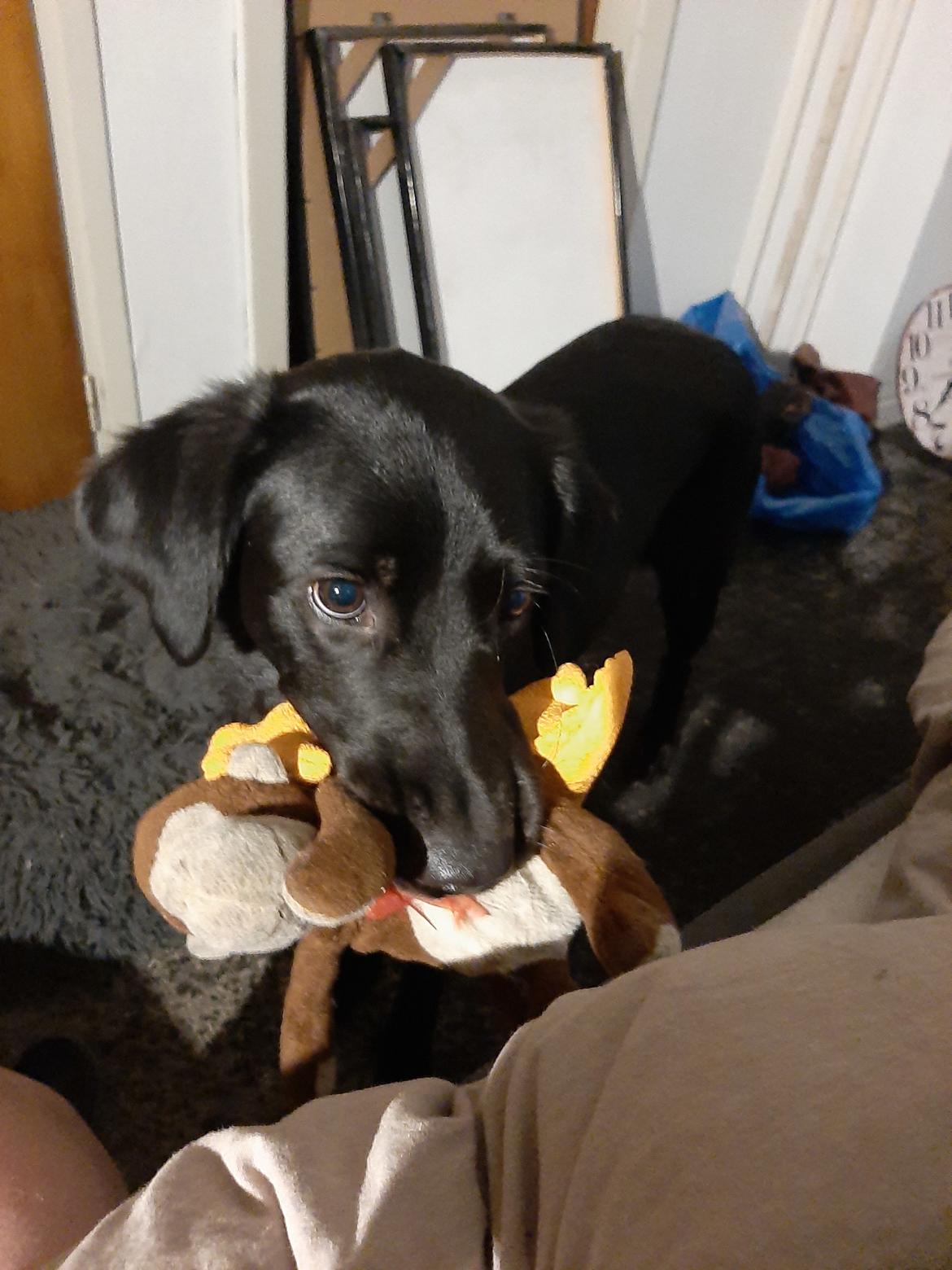 Blanding af racer Ronja billede 6