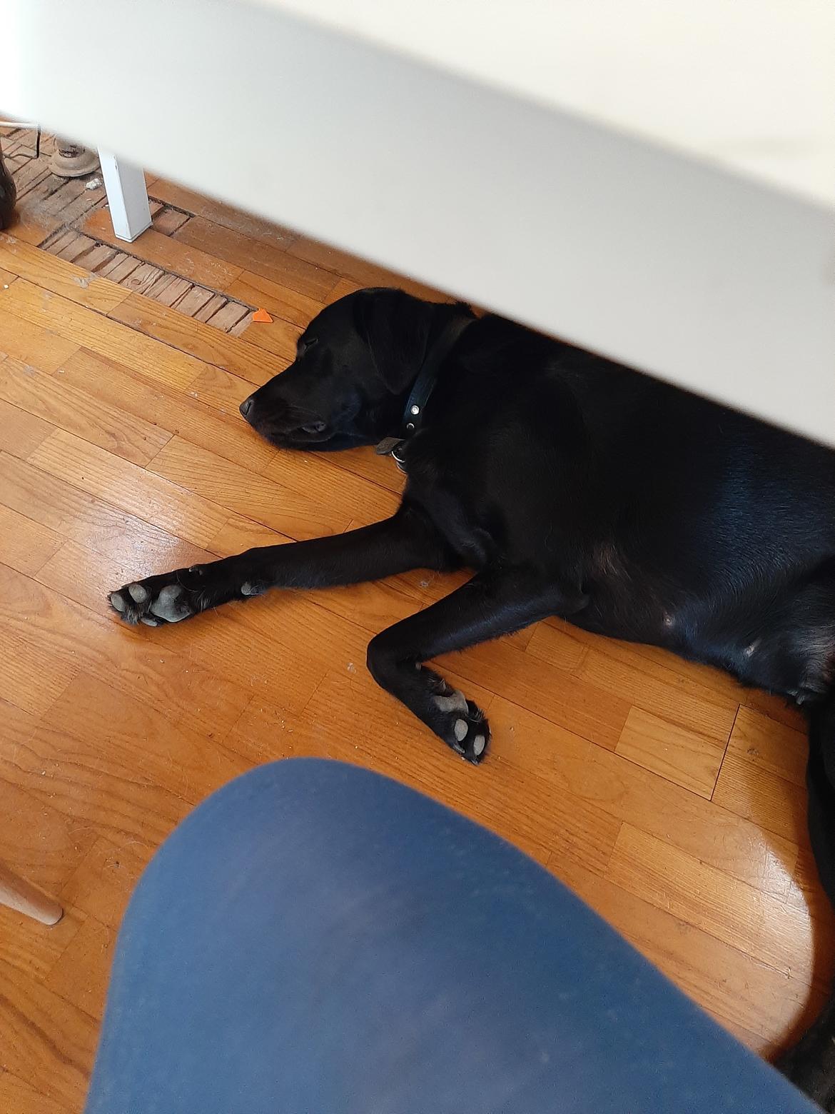 Blanding af racer Ronja billede 7