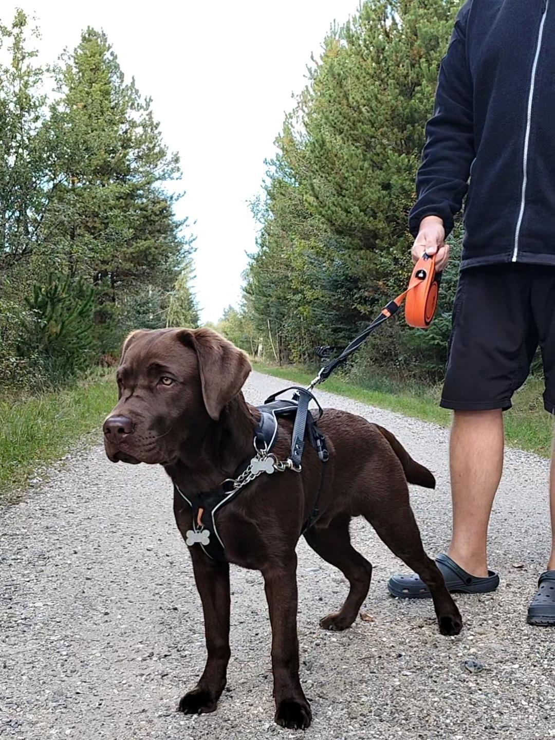 Labrador retriever Balder - 30. september 2025 billede 41