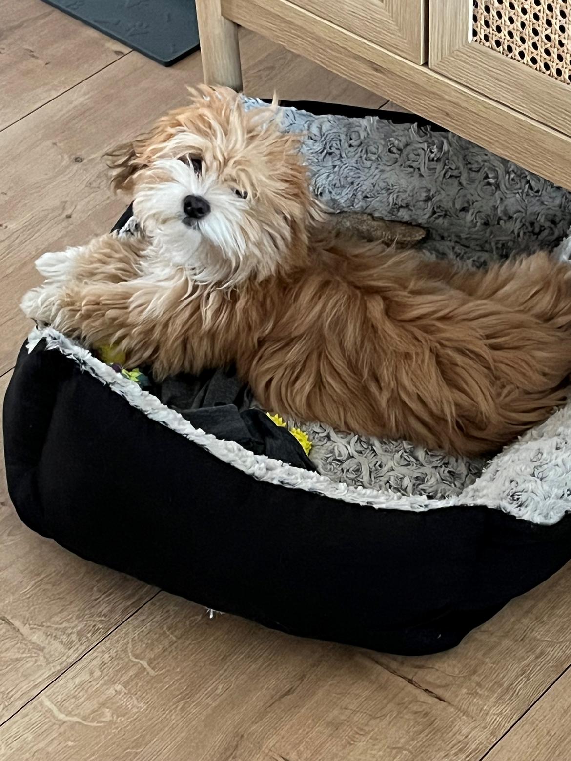 Bichon havanais Vega billede 3