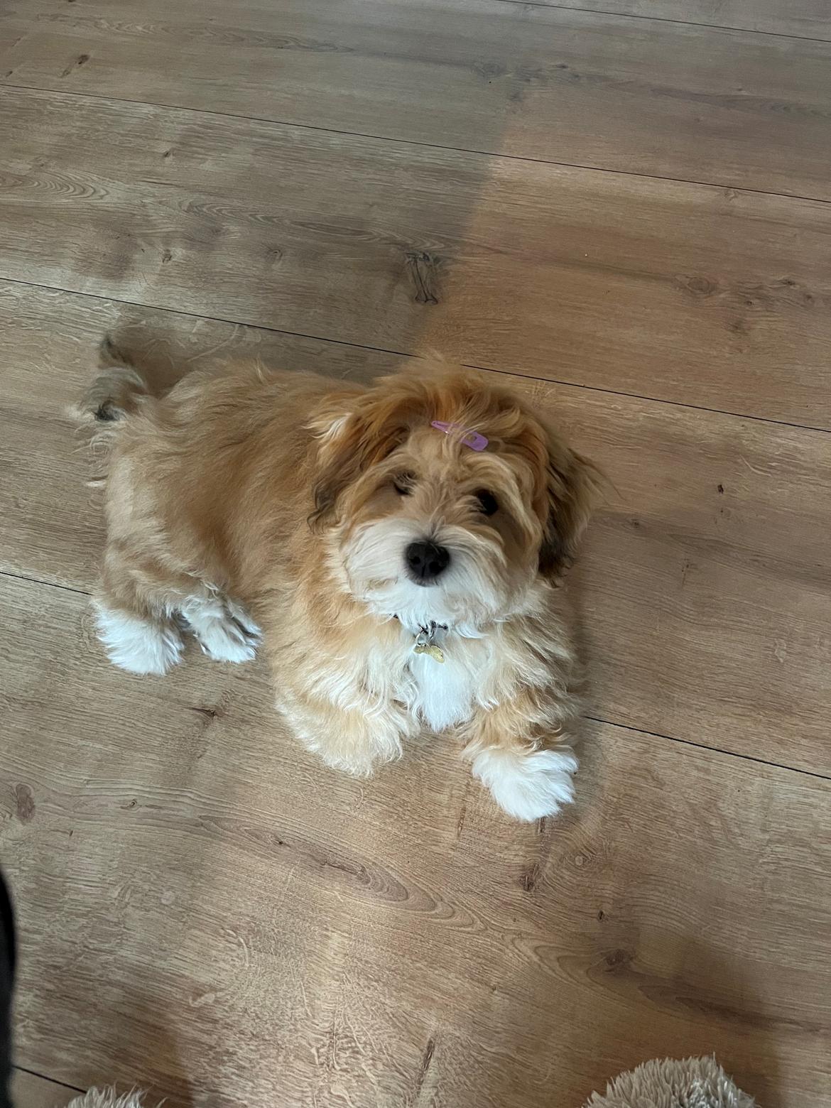 Bichon havanais Loppen billede 4