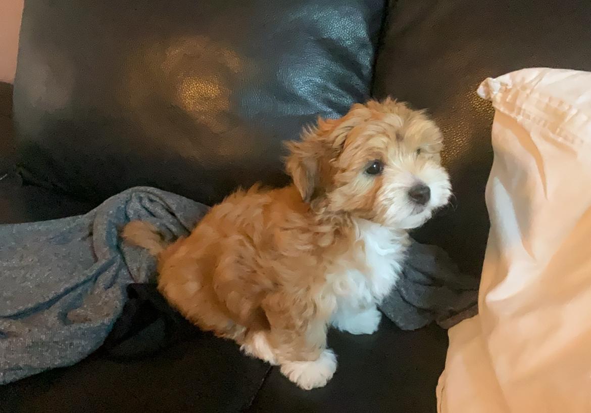 Bichon havanais Vega billede 2