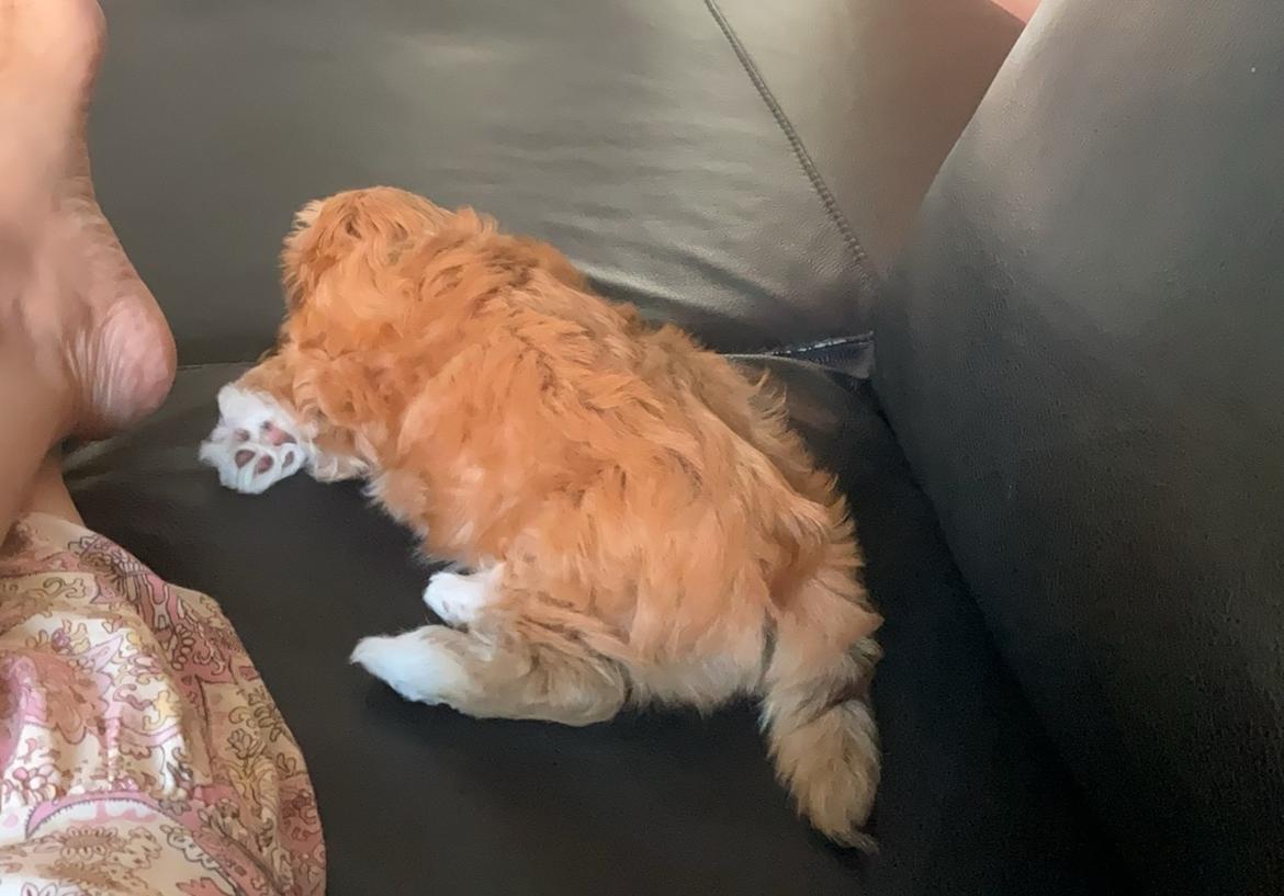 Bichon havanais Vega billede 1